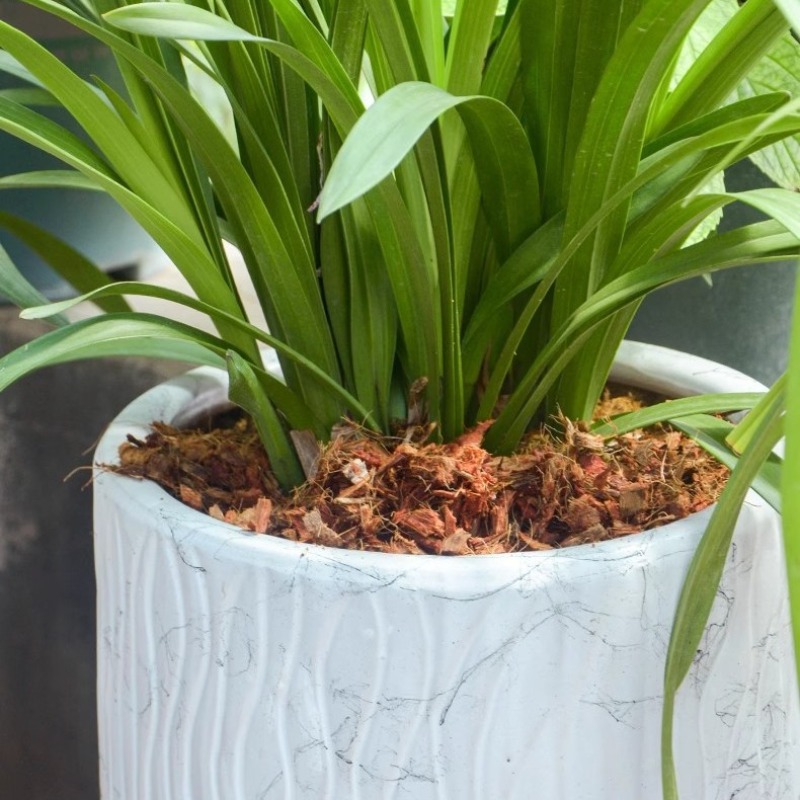 Coconut Coir Brick with Organi - Substrate Coconut Fiber 评论和价格